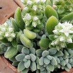 Sedum mocinianum