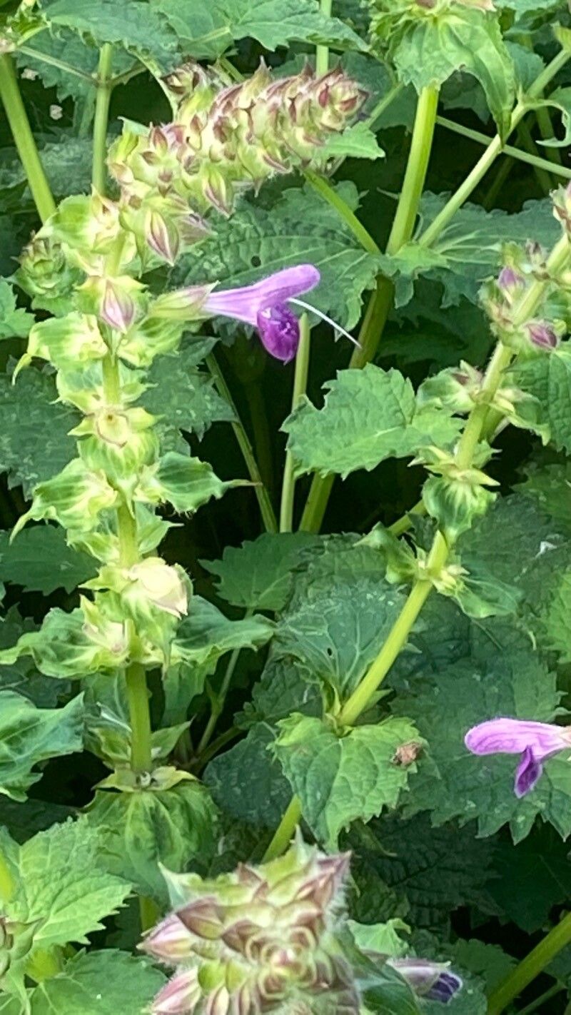 Lamium garganicum — houseplant care guide