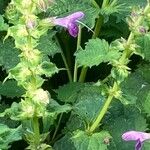 Lamium garganicum