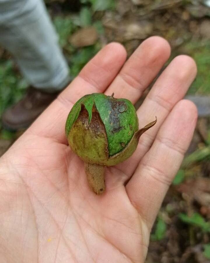 Hydrangea peruviana fruit