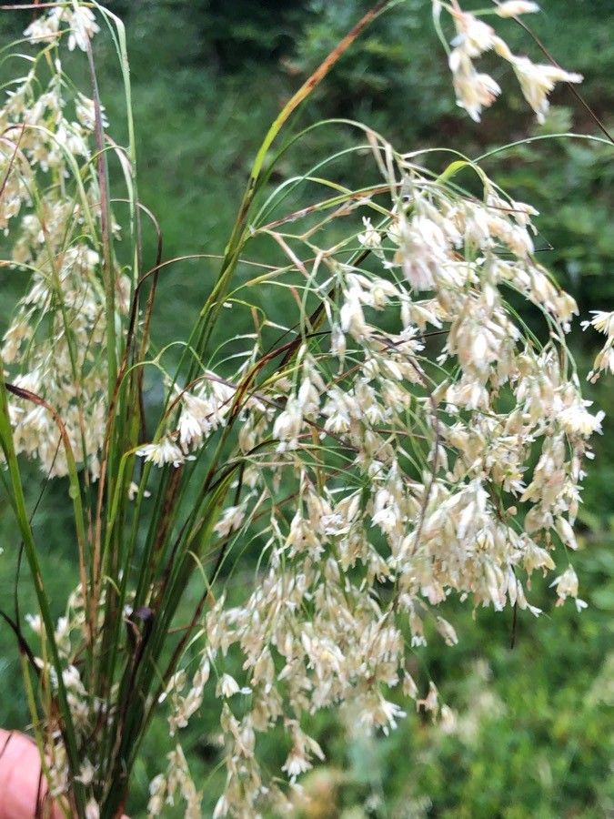 Luzula pedemontana — houseplant care guide