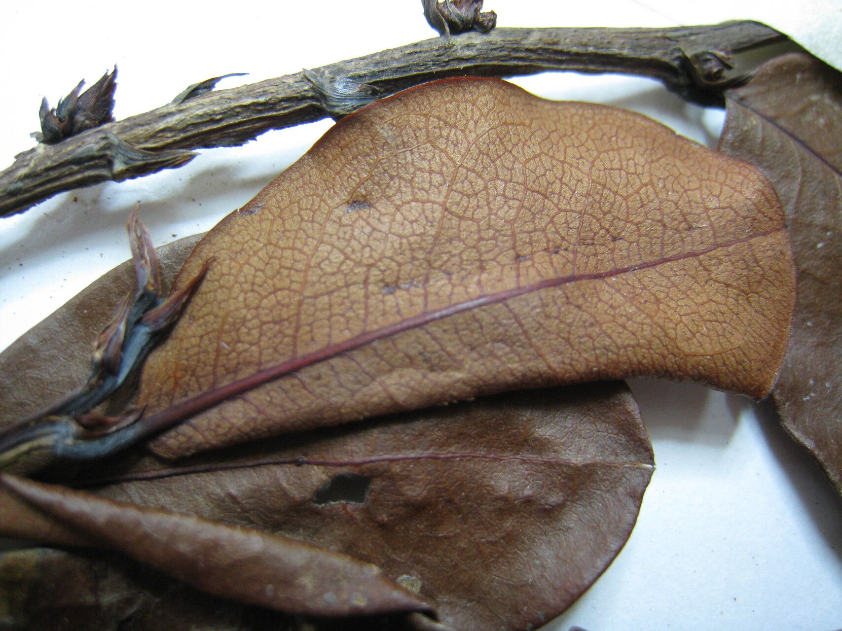 Erythroxylum suberosum other