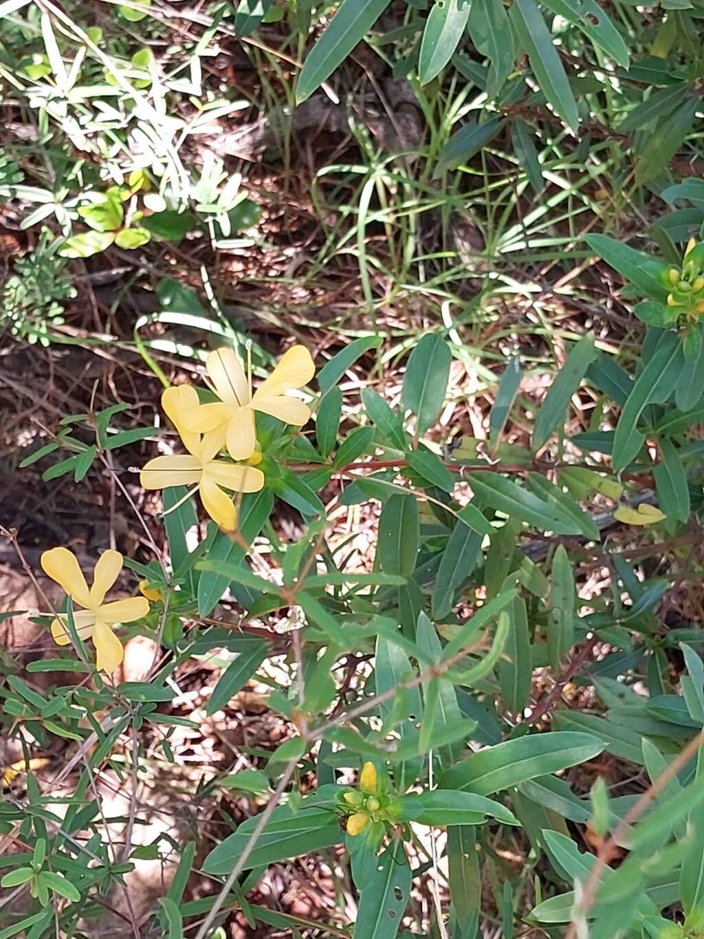 Barleria alluaudii other
