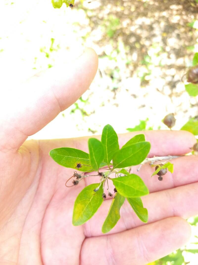 Volkameria aculeata — related species from the same genus