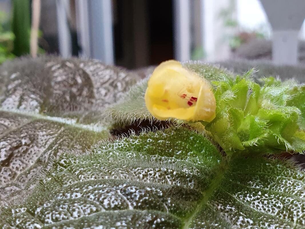 Episcia xantha flower