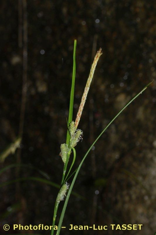 Carex grioletii flower