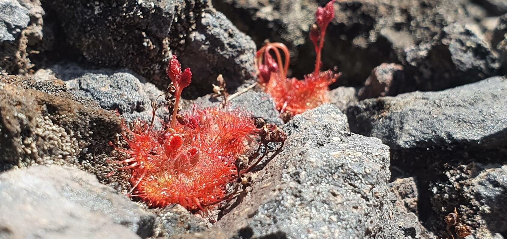 Drosera sessilifolia — search result for 'Droseraceae'