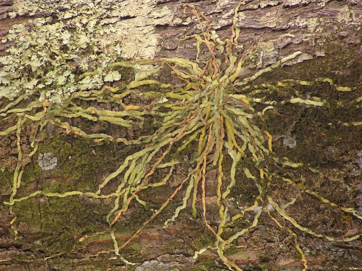 Taeniophyllum fasciola habit