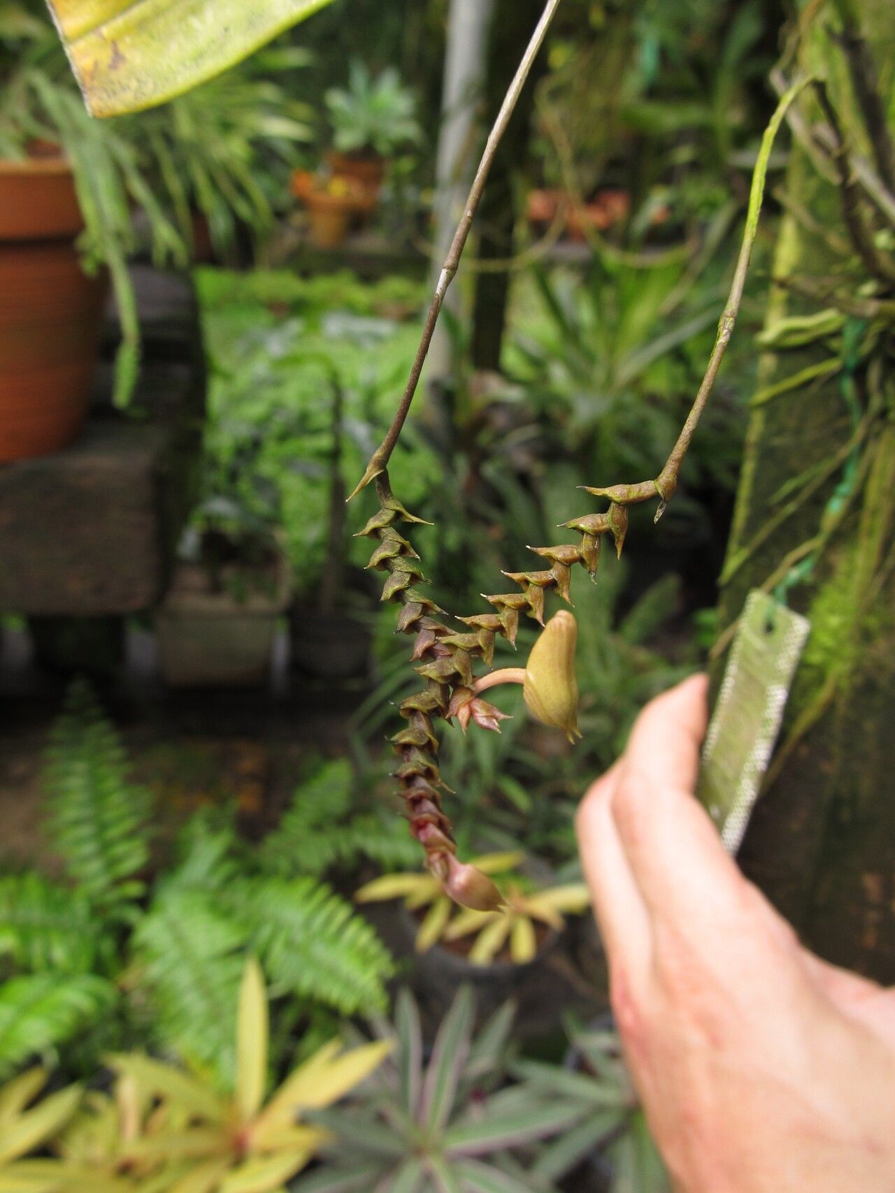 Polystachya riomuniensis — houseplant care guide