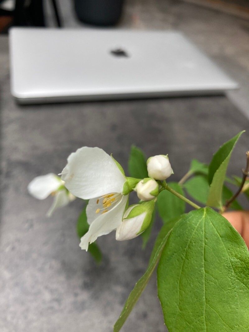 Philadelphus hirsutus flower