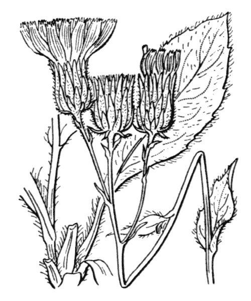 Hieracium glaucopsis other