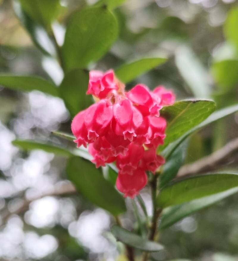 Gaylussacia brasiliensis flower