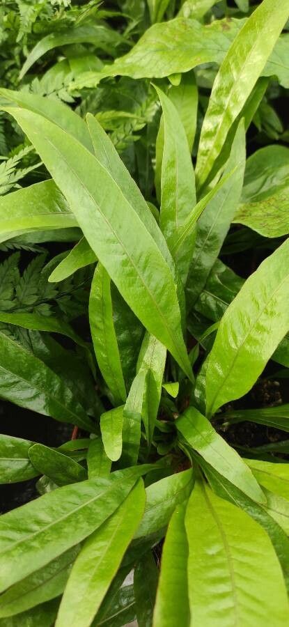 Pseudodrynaria coronans — houseplant care guide