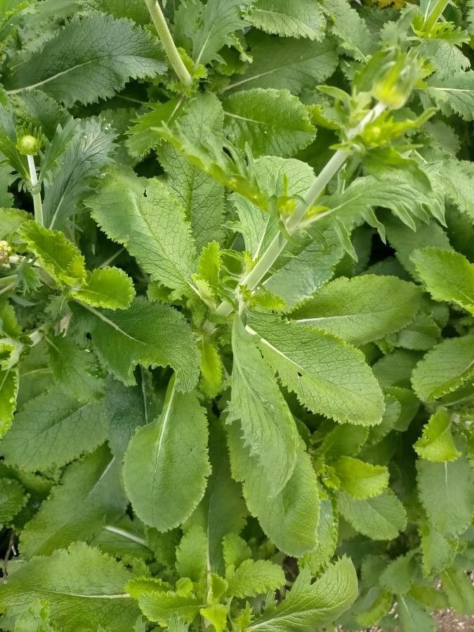Scabiosa africana — related species from the same genus