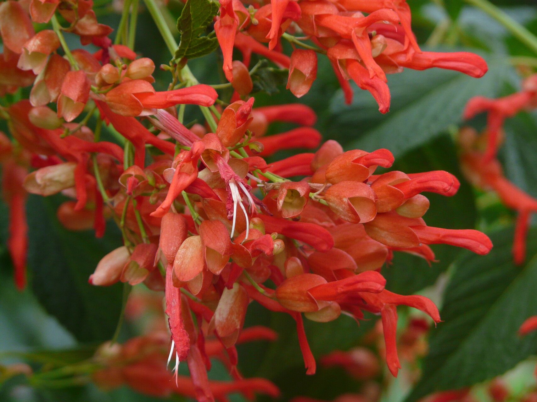 Salvia sessei flower