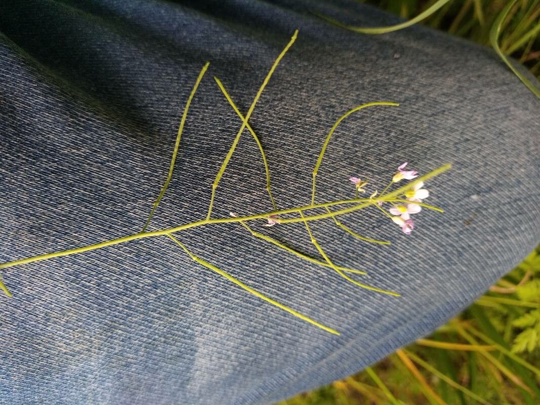 Arabidopsis arenosa fruit