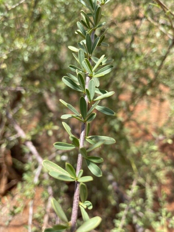 Maerua angolensis leaf