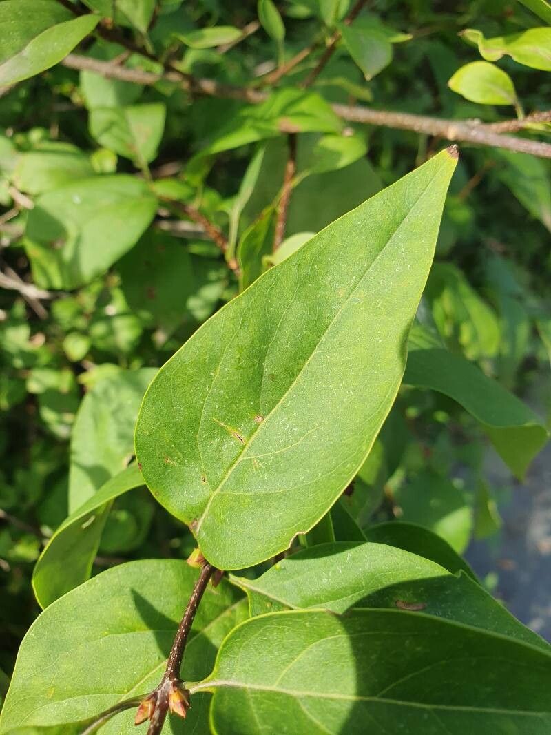 Syringa × chinensis — search result for 'Syringa'