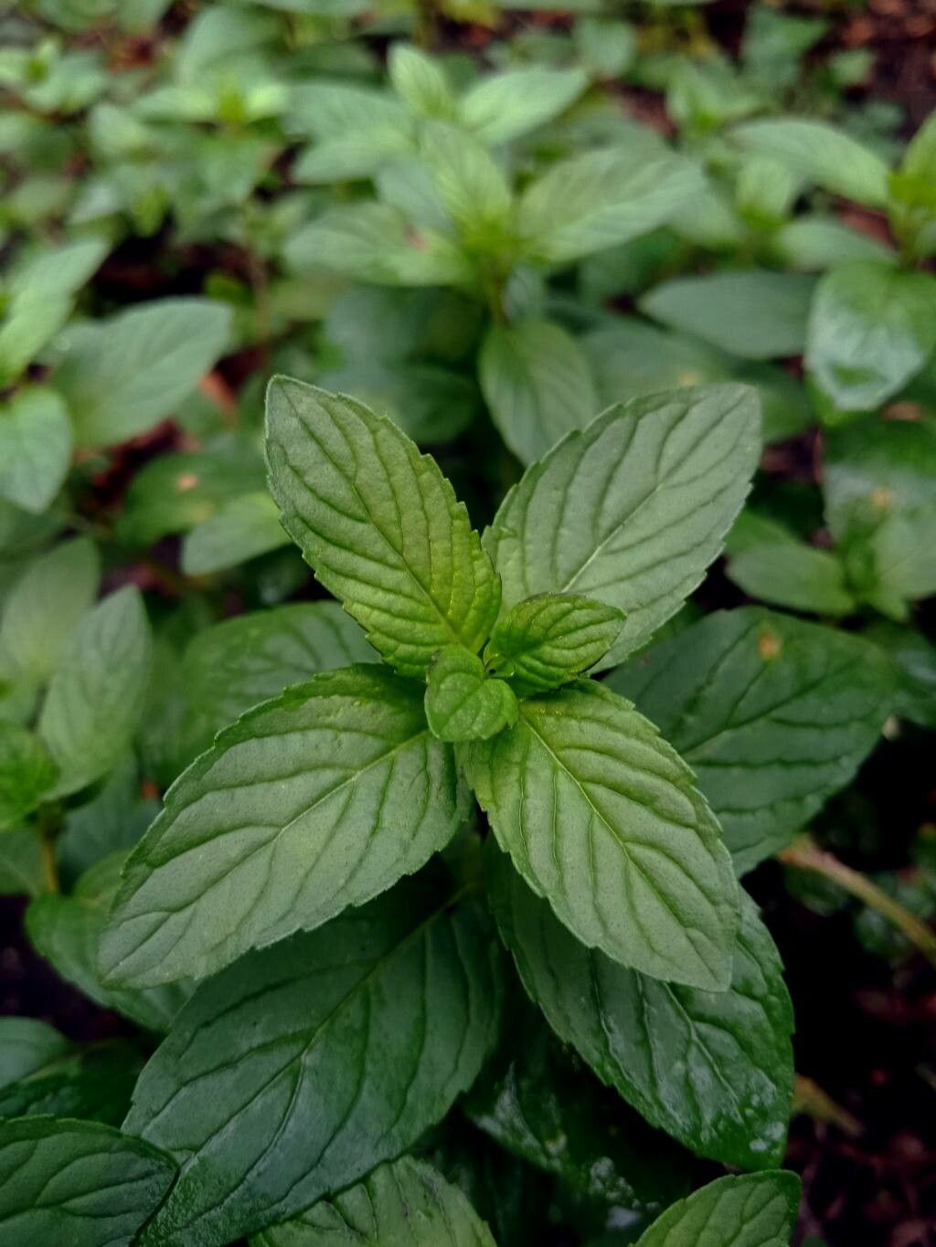 Mentha × piperita leaf