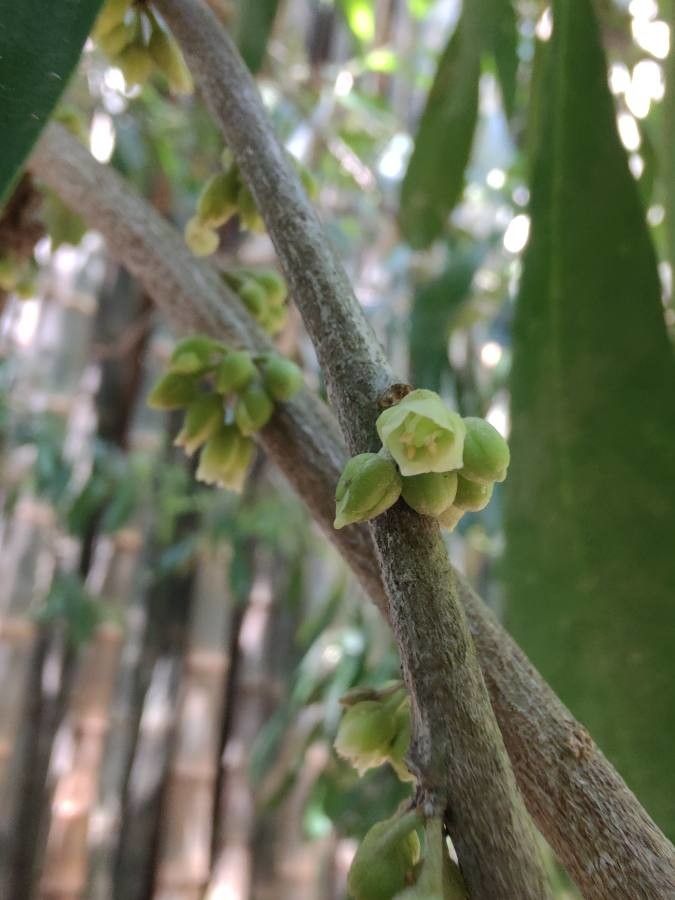 Tabernaemontana elegans flower