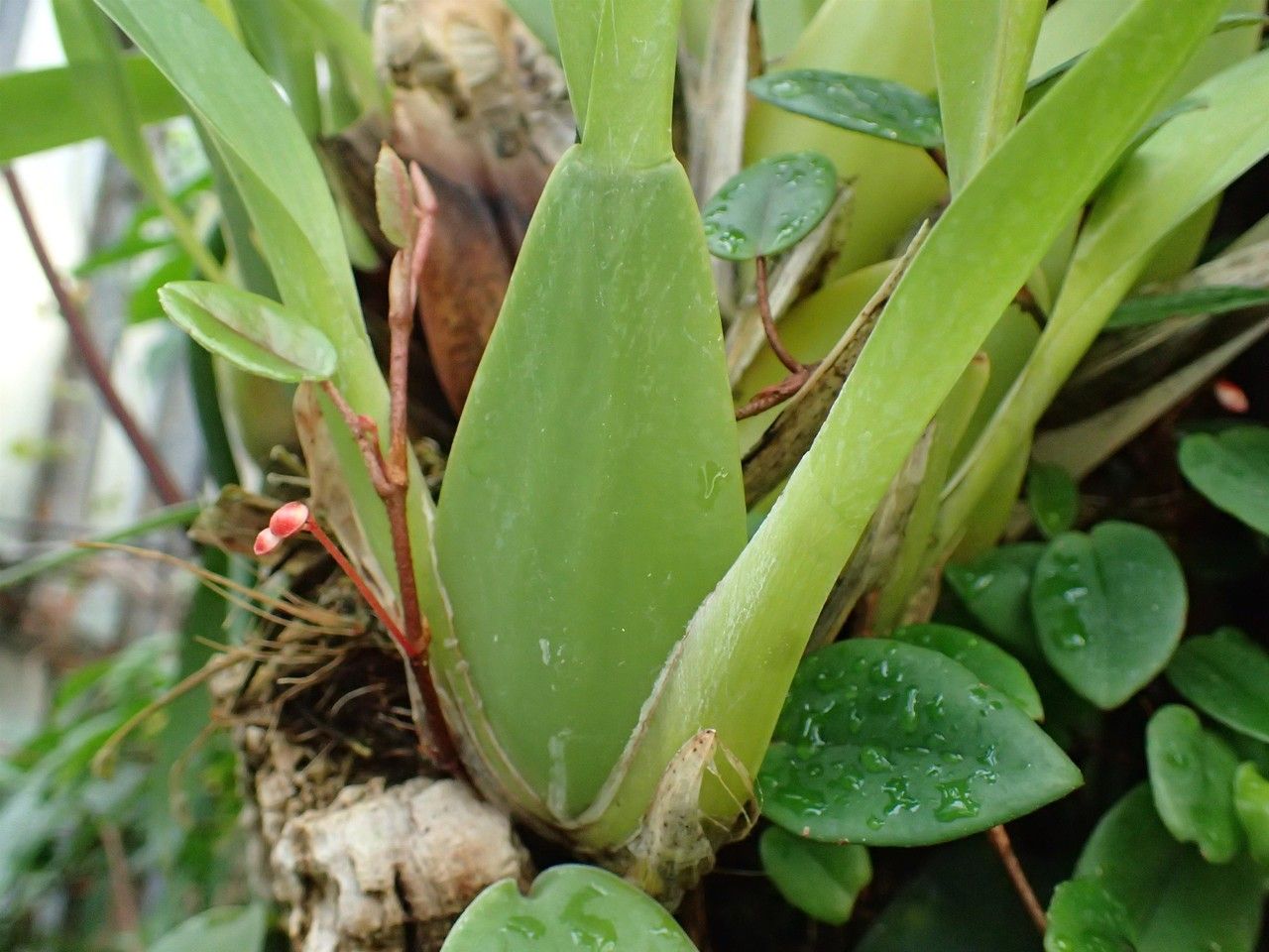Oncidium leleui leaf