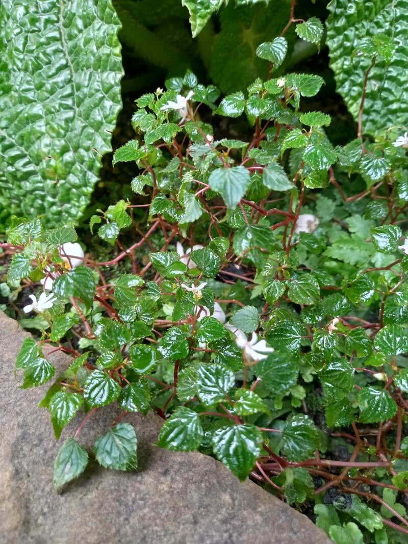 Impatiens bequaertii habit