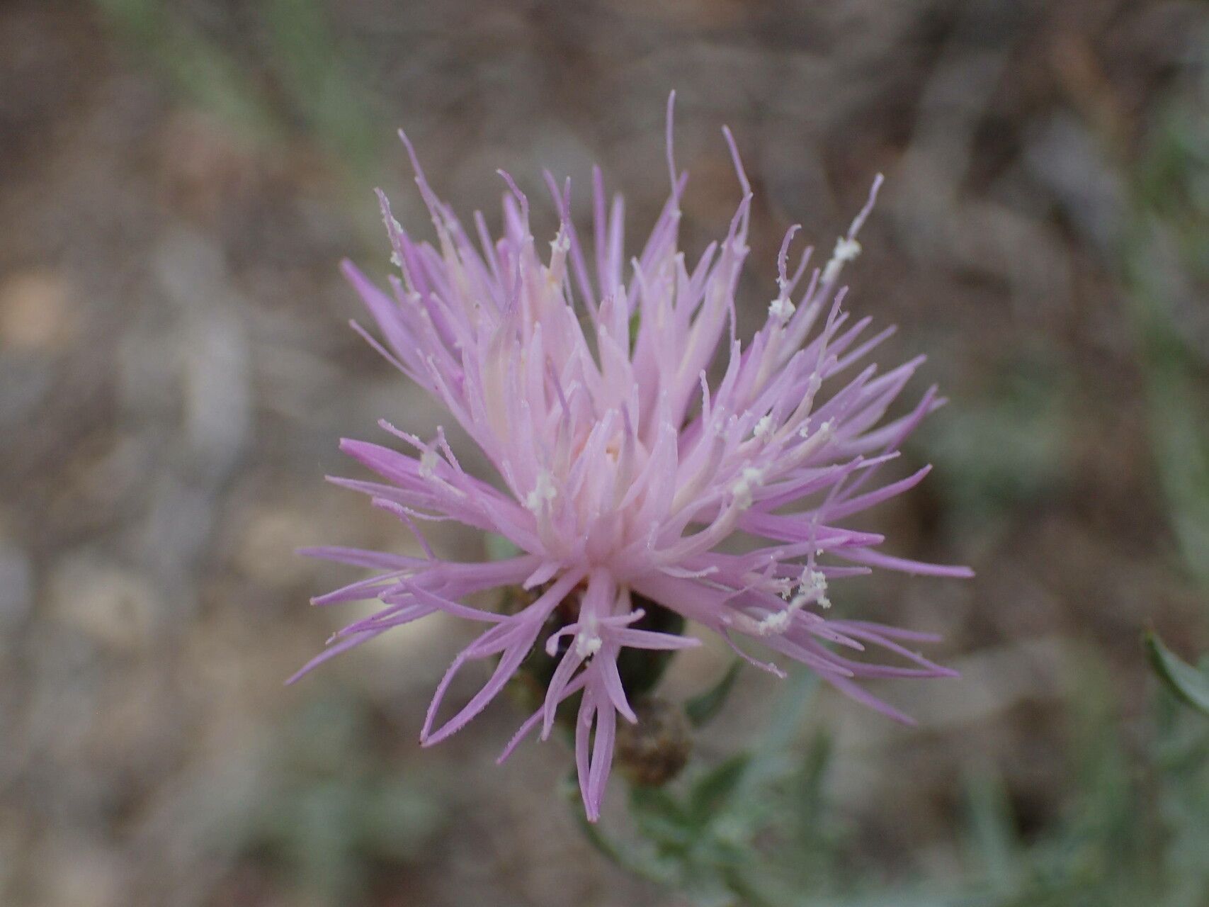 Cheirolophus intybaceus flower