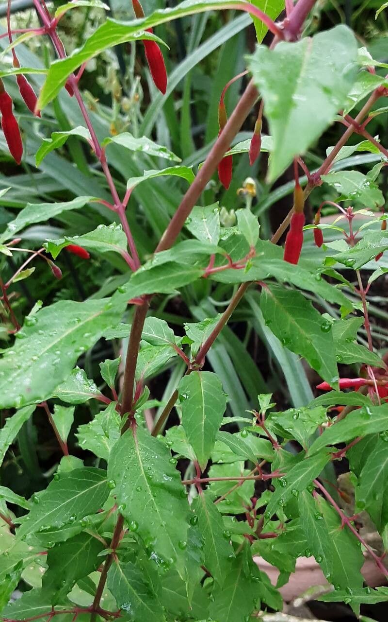 Fuchsia × exoniensis bark