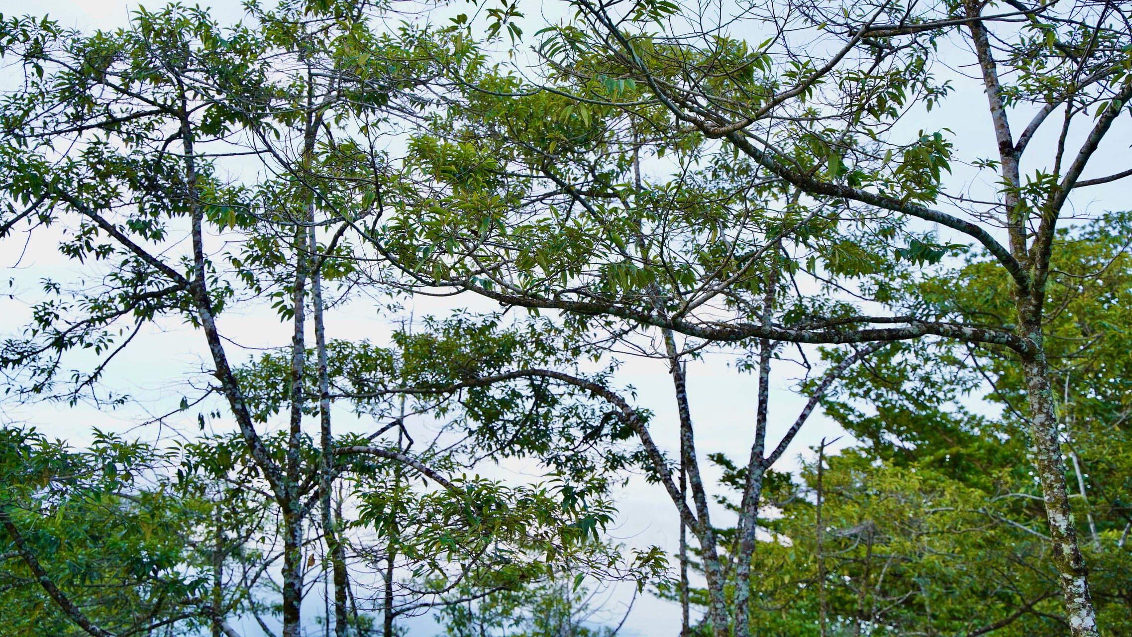 Alphitonia zizyphoides — related species from the same genus