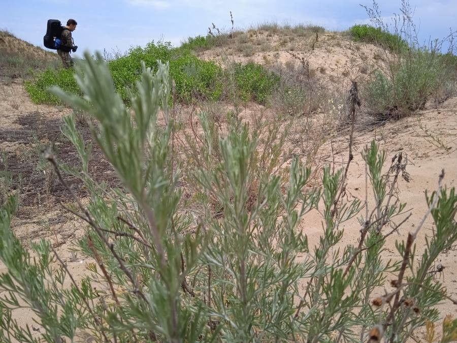 Artemisia santonicum habit