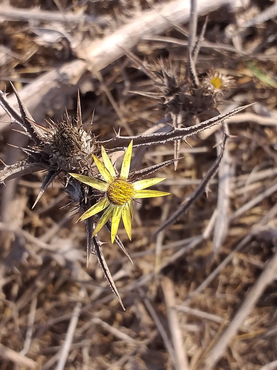 Carlina racemosa flower