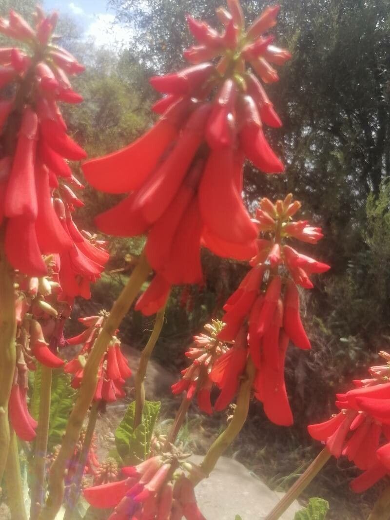 Erythrina zeyheri flower