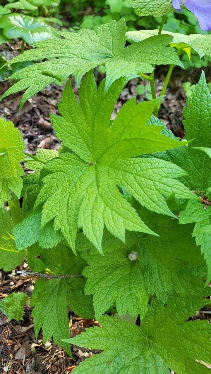 Glaucidium palmatum — search result for 'Paeoniaceae'