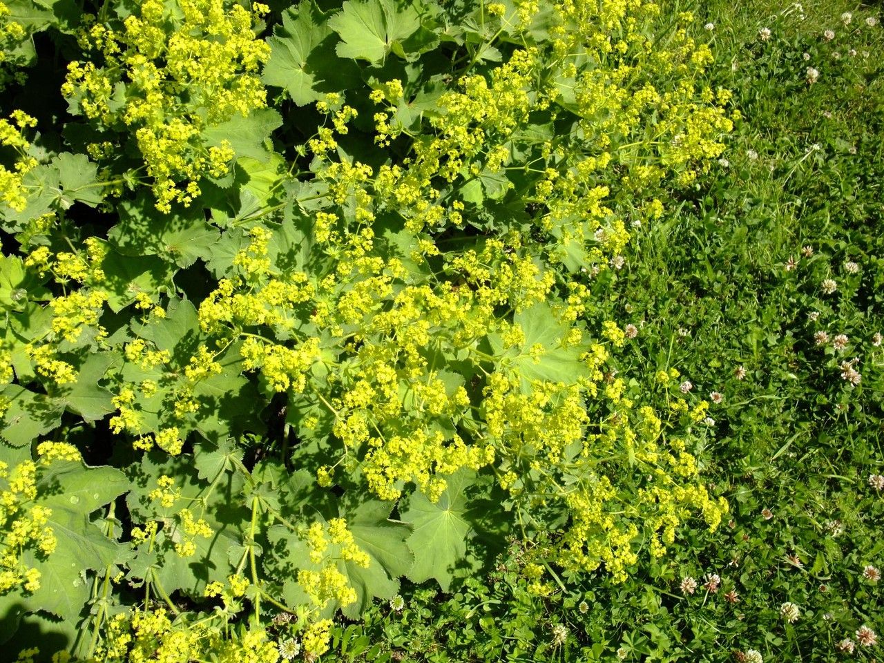 Alchemilla coriacea habit