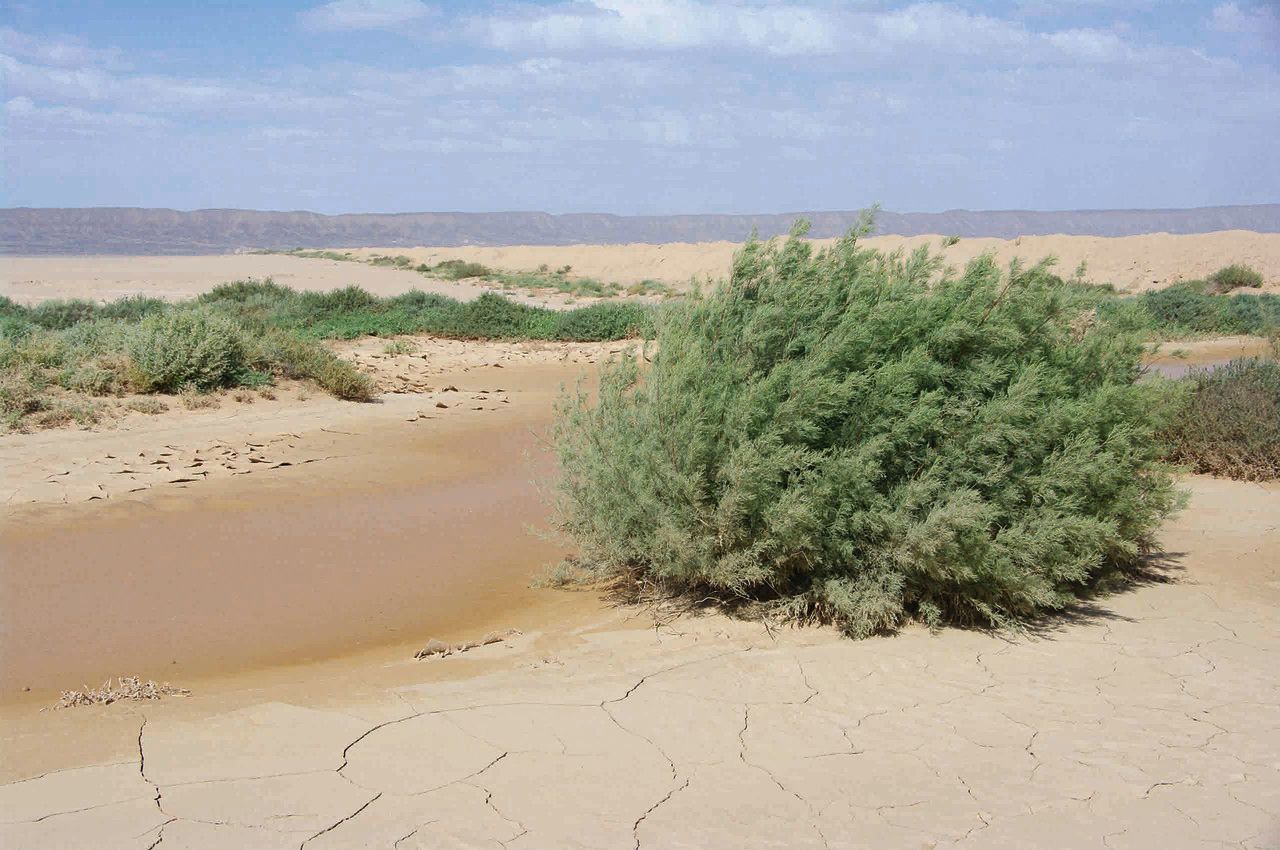 Tamarix senegalensis habit