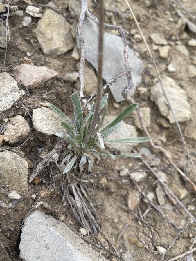 Tetraneuris scaposa leaf