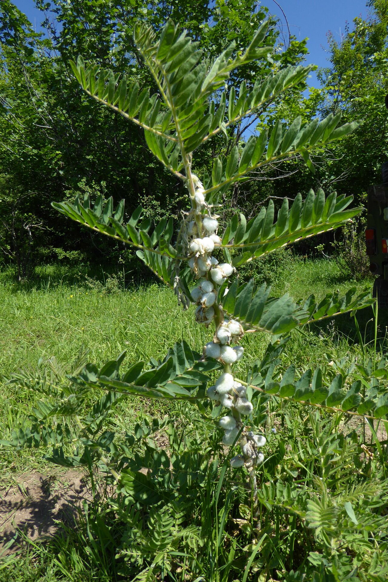Oxytropis argentata flower
