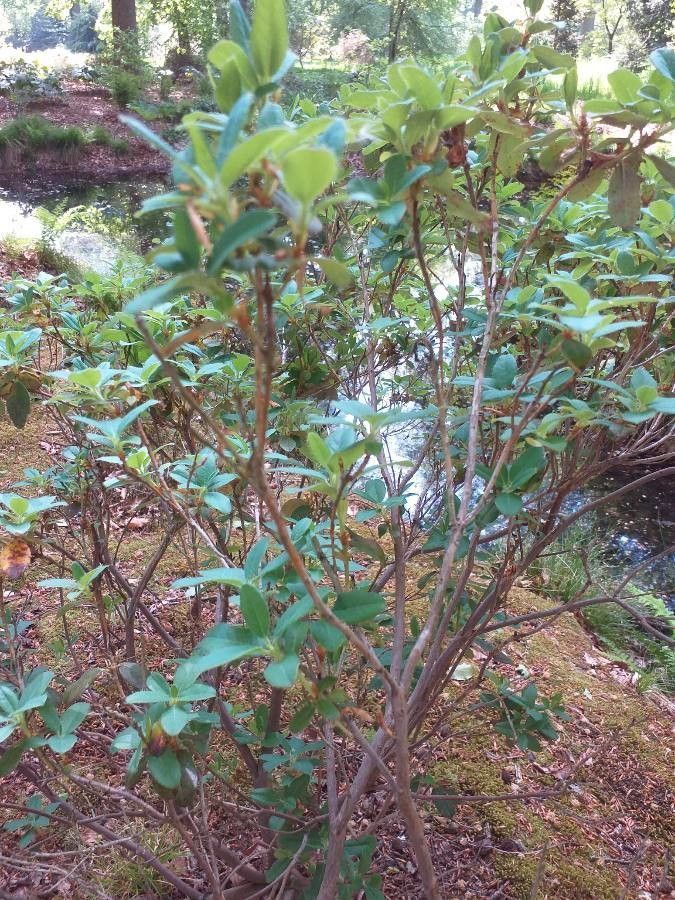 Rhododendron lepidostylum bark