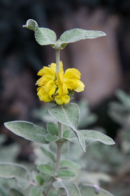 Phlomis floccosa flower