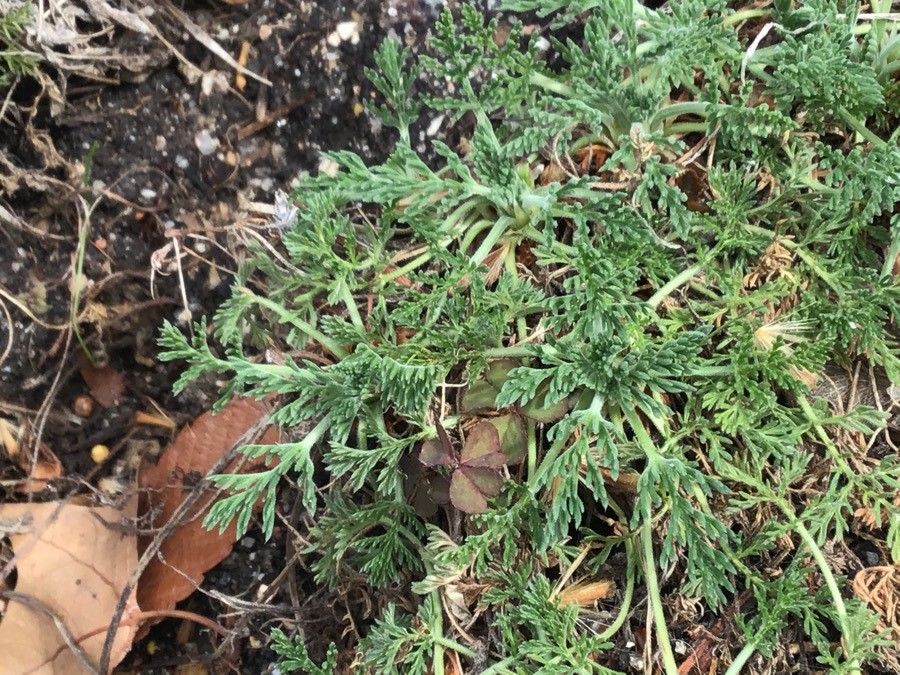 Erodium glandulosum leaf