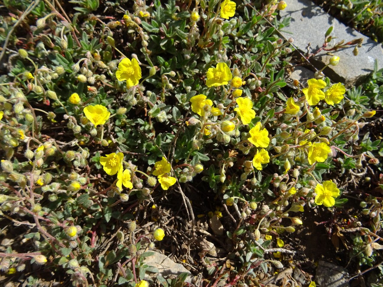 Helianthemum canum bark