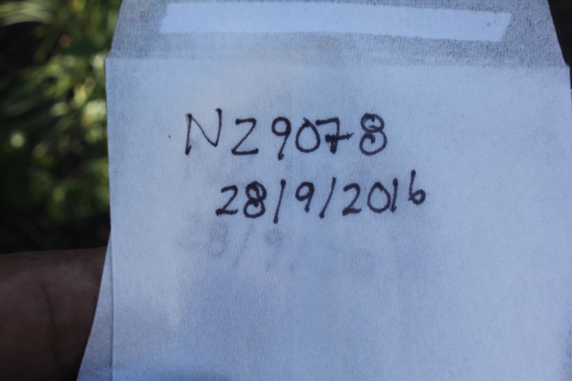 Galactia argentea fruit