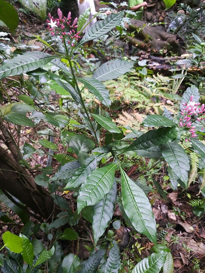 Psychotria gabrieliae habit