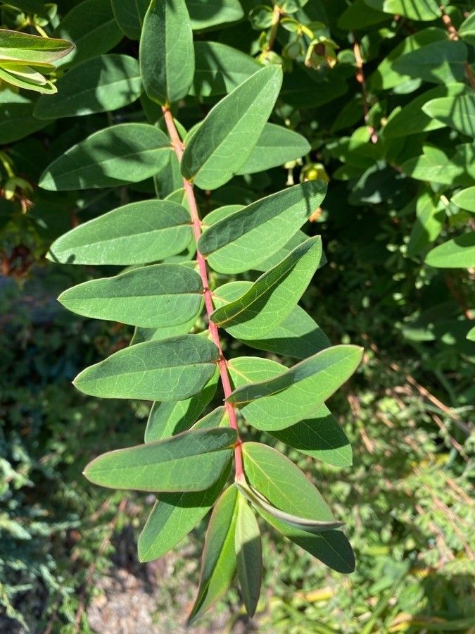 Hypericum × hidcoteense — search result for 'Hypericum'