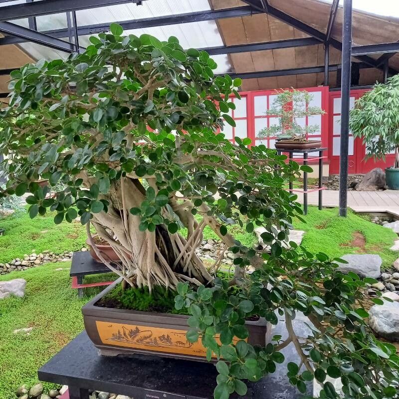 Ficus padana habit