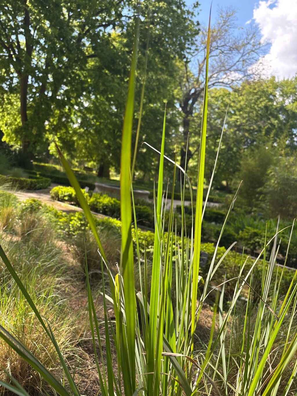 Paspalum quadrifarium — search result for 'Paspalum'