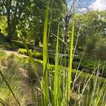 Paspalum quadrifarium