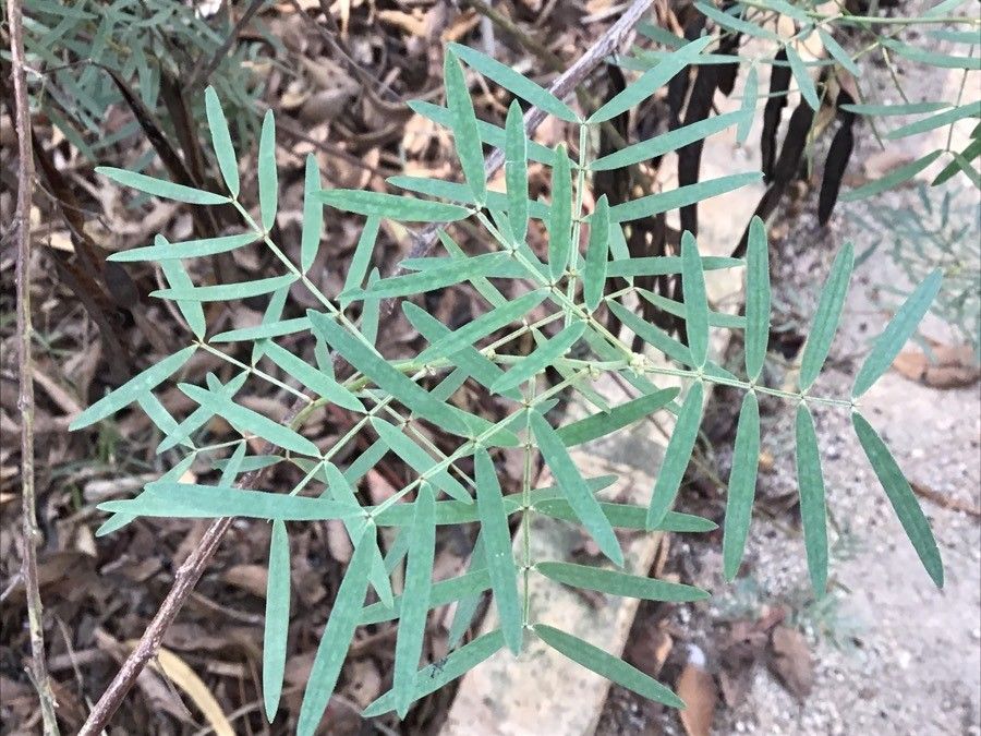 Senna artemisioides leaf