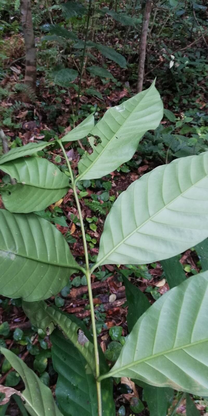 Funtumia elastica leaf
