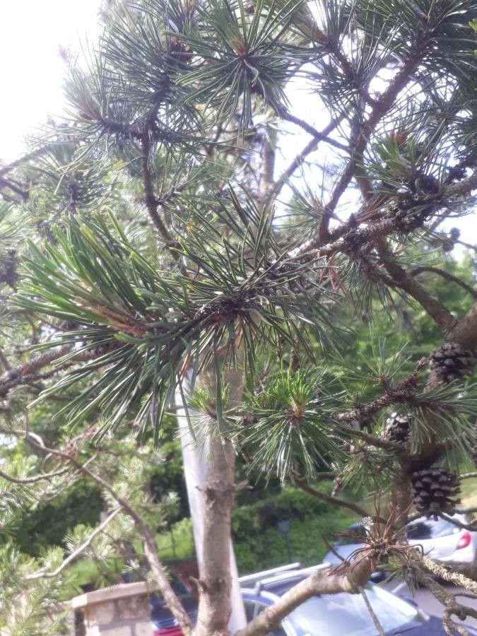 Pinus echinata — search result for 'Pinus'